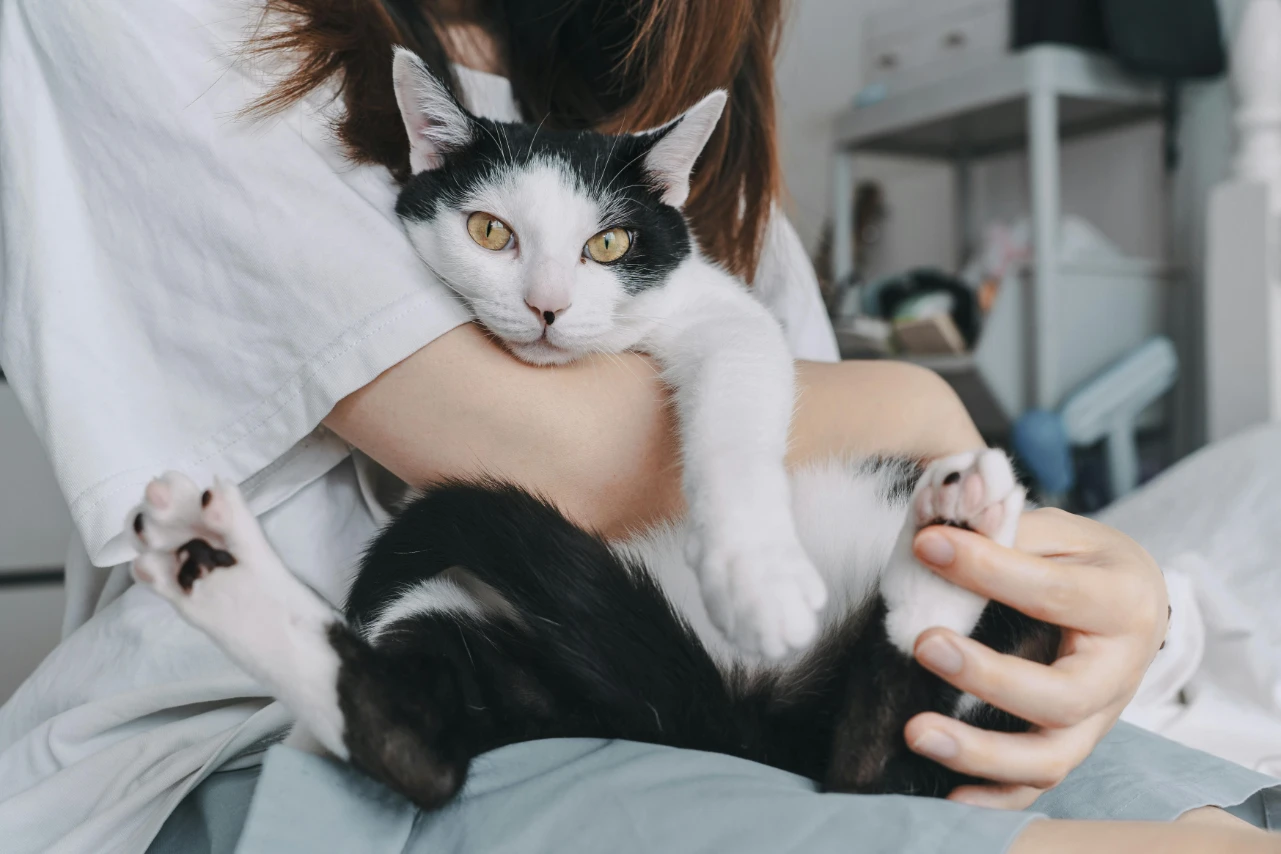 Pet Care Business AI-Driven SEO Techniques