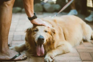 Pet Care Business AI SEO Techniques