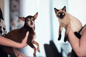 Pet Care Business SEO Techniques