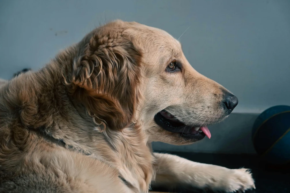 AI and SEO: The Future of Marketing for Premium Dog Boarding & Training Services