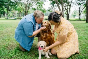 AI SEO Plan for Dog Boarding and Training Services