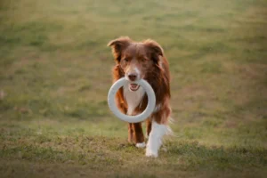 AI SEO for Pet Industry 