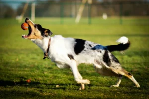 AI SEO for Pet Industry 